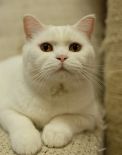 Elizabet