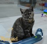 Тиффани
