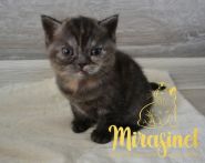 koshka fs22 02 26.04.2022