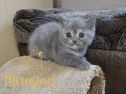 koshka24.02 g 05 06.04.22