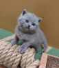 кошка 6 10022023