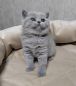 koshka1a 06 13.03.2023