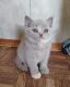 koshka j02 20.12.2024