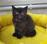 koshka n01 20.12.2024