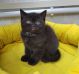 koshka n01 20.12.2024