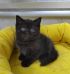 koshka n01 28.12.2024