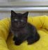 koshka n02 28.12.2024