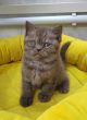 koshka b01 17.12.2024