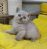Koshka c2 02 06.04.25